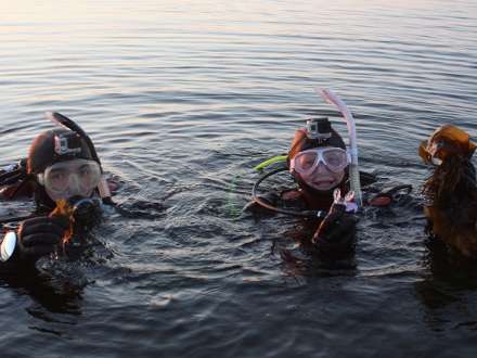 Дайверами и учеными был обследован берег Белого моря