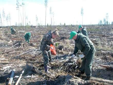 420 тысяч саженцев сосны высажено на местах лесных пожаров в Архангельской области
