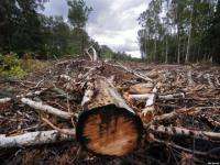 «Чёрный» лесоруб нарубил леса на 3,5 млн. рублей