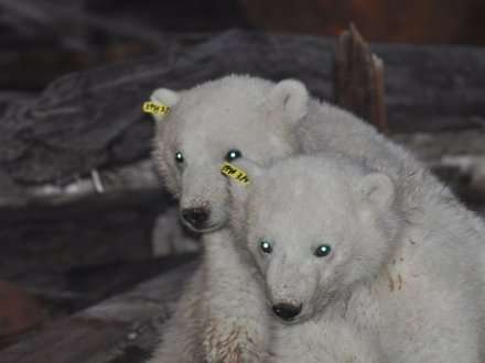 The Day of the Arctic is celebrated in the Russian Regions for the first time