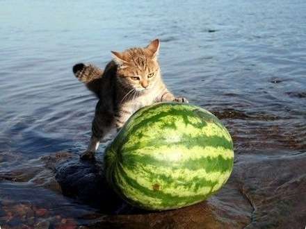 ������� ���� ���� �������