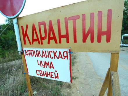 Архангельская область свободна от АЧС