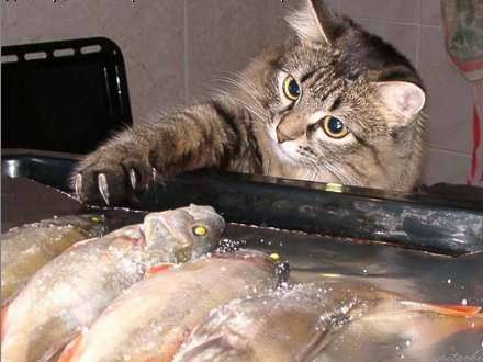 Кому захотелось жареной рыбки?