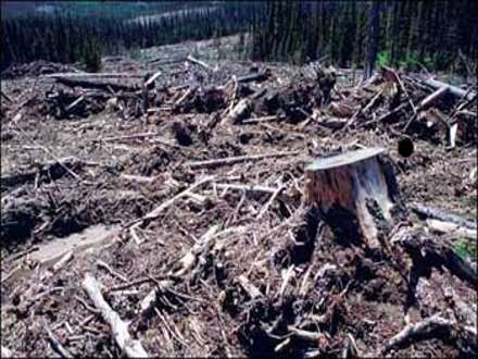 В лесной отрасли Поморья дефицит кадров