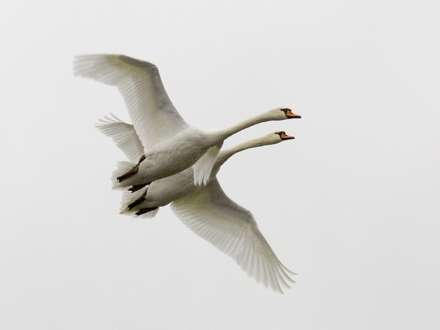 The Year of the Arctic — the year of swan