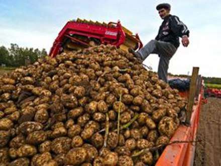 В Архангельской области началась уборка картофеля и овощей