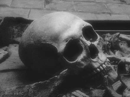 Черепам, обнаруженным в Архангельске, может более 50 лет