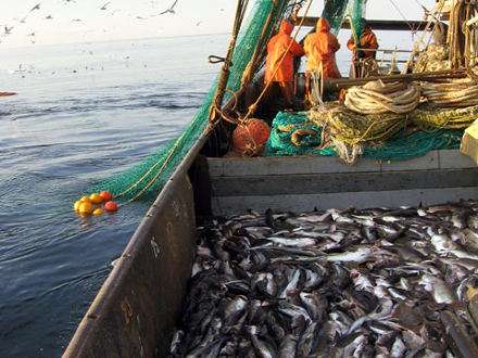 АТФ поставил на прилавки Архангельской области 7000 тонн рыбы