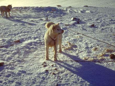 Cold shores�� close relations: Russian and Norwegian polar expeditions and�navigation.