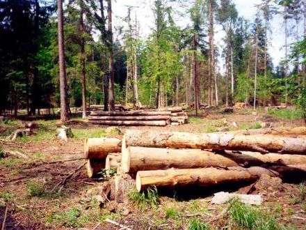 Незаконная рубка леса в Архангельске
