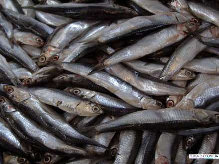 В НАО планируется создать территориальный рыбоперерабатывающий кластер